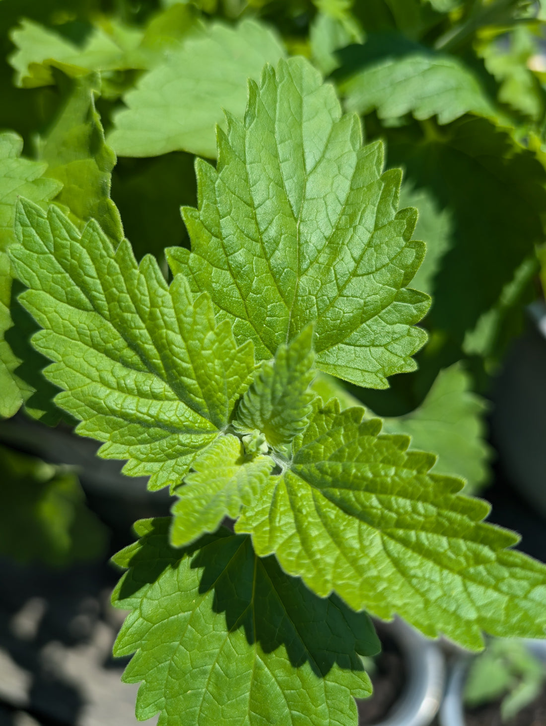 Catnip plant