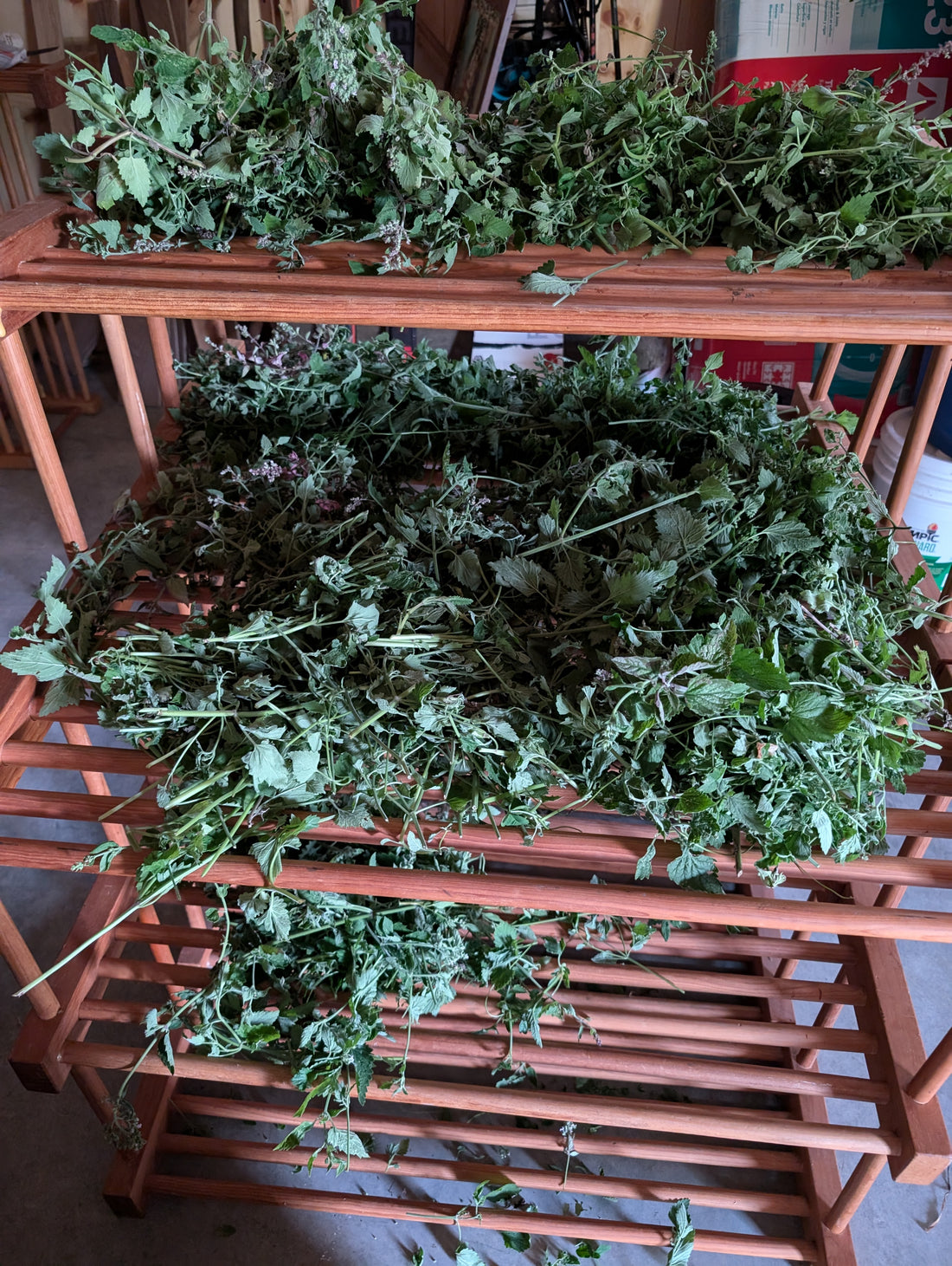 Catnip harvest drying on a rack takes 2-3 weeks to become fully dried