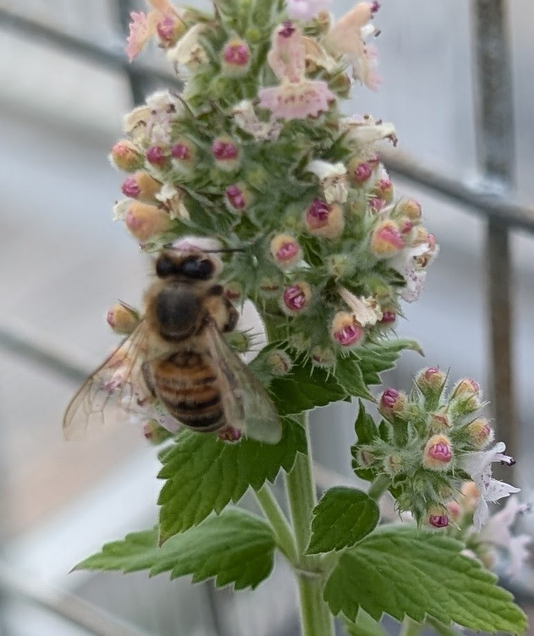 Catnip flowers with bee