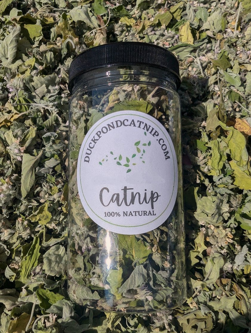 Dried Catnip