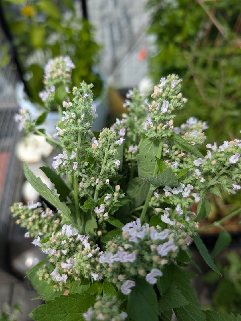 Catnip flowers