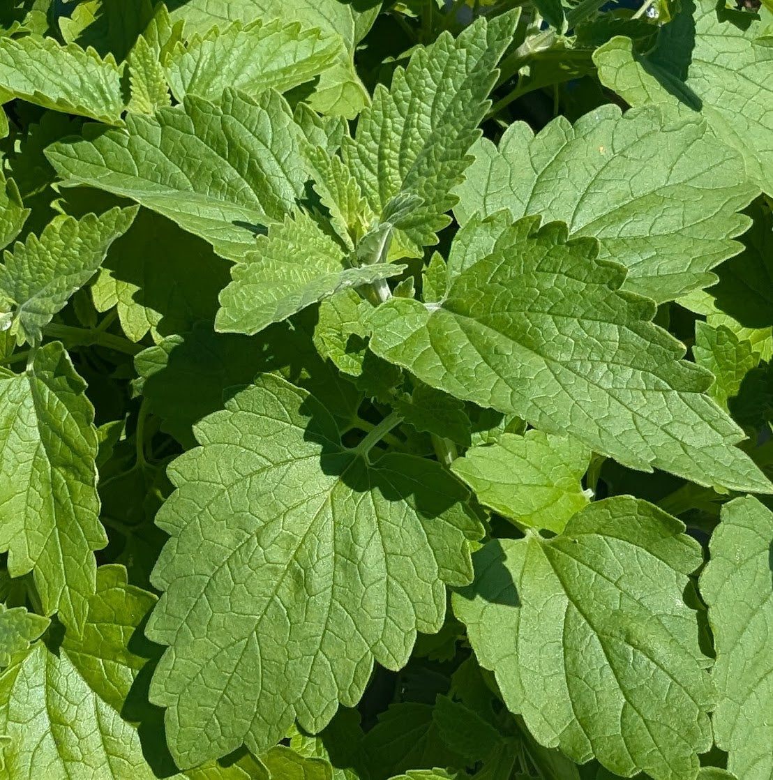 Large Catnip leaves