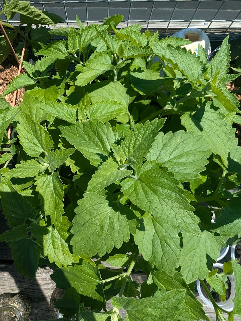 Catnip Leaves